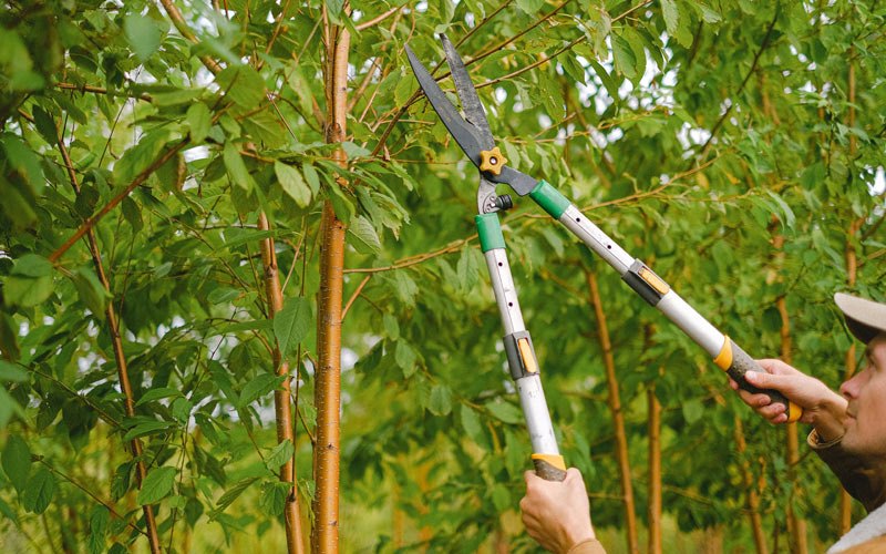 Tree trimming in Sublette, IL