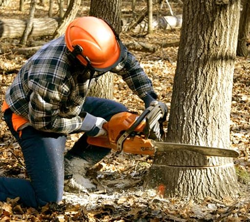 Tree Removal in Sublette, IL